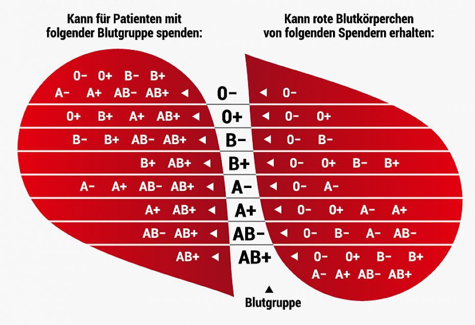 Kompatibilität der Blutgruppen
