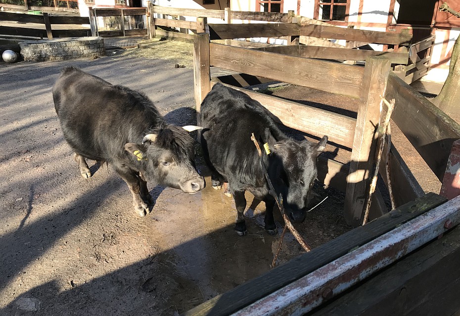 Die Mini-Kühe genießen das sonnige Wetter im Zoo der Minis