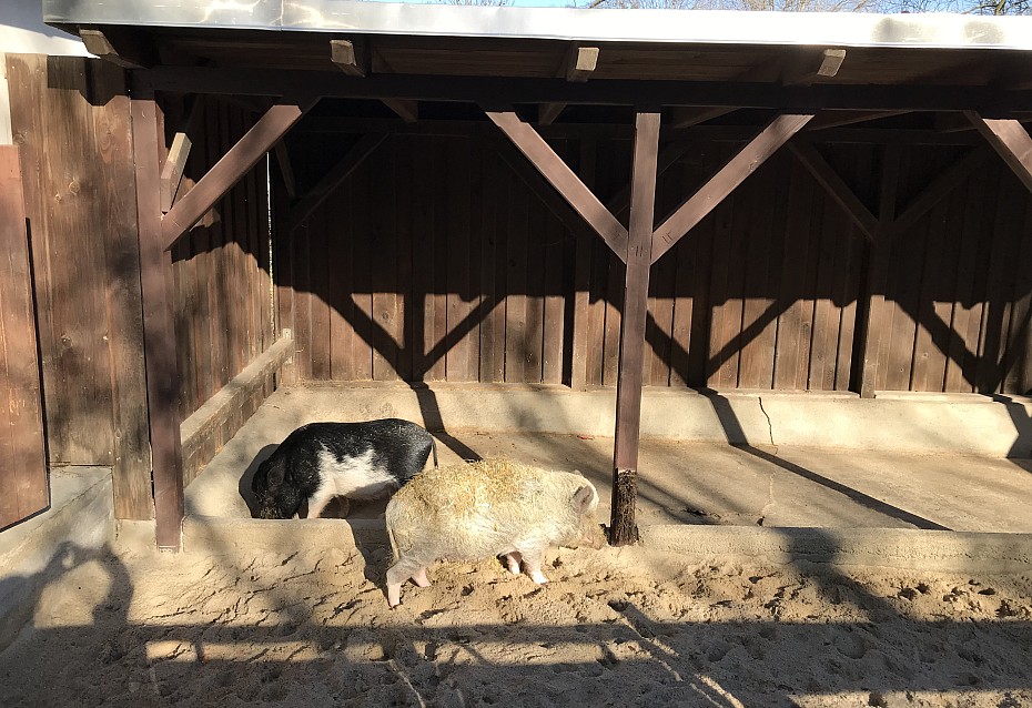 Die Mini-Schweine fühlen sich wohl im Zoo der Minis