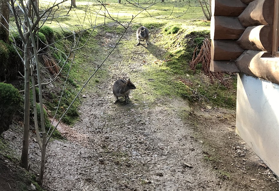 Parmakängurus im Zoo der Minis