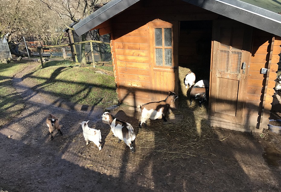 Die Ziegen im Zoo der Minis haben vor Kurzem Nachwuchs bekommen