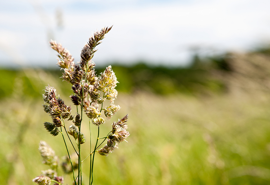 Blutspenden mit Allergien 2