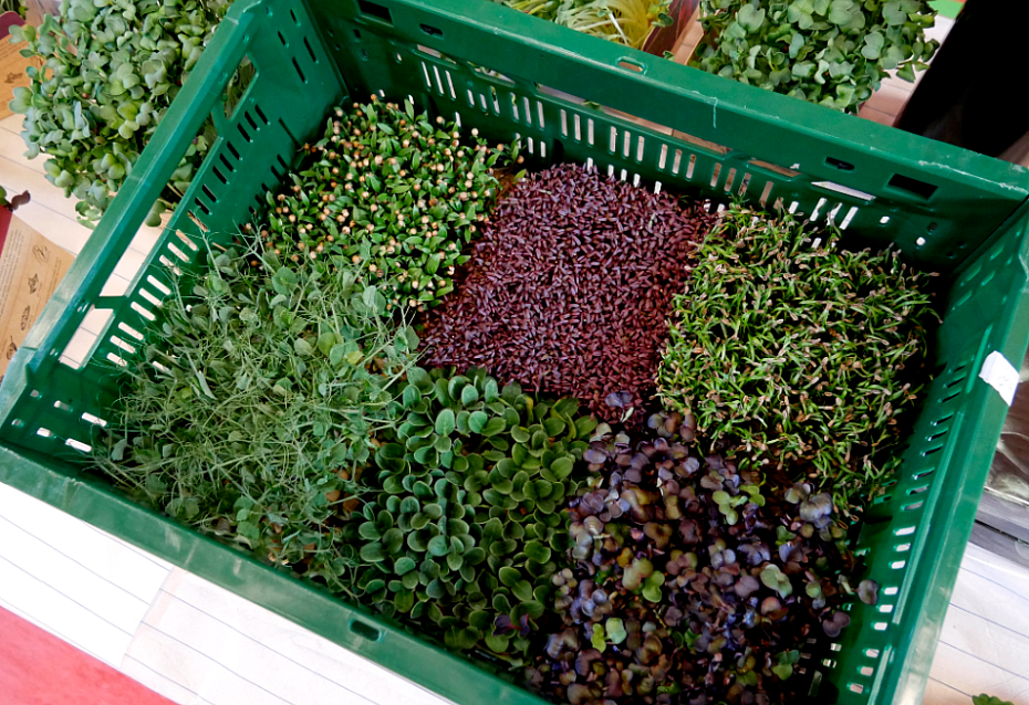 Microgreens