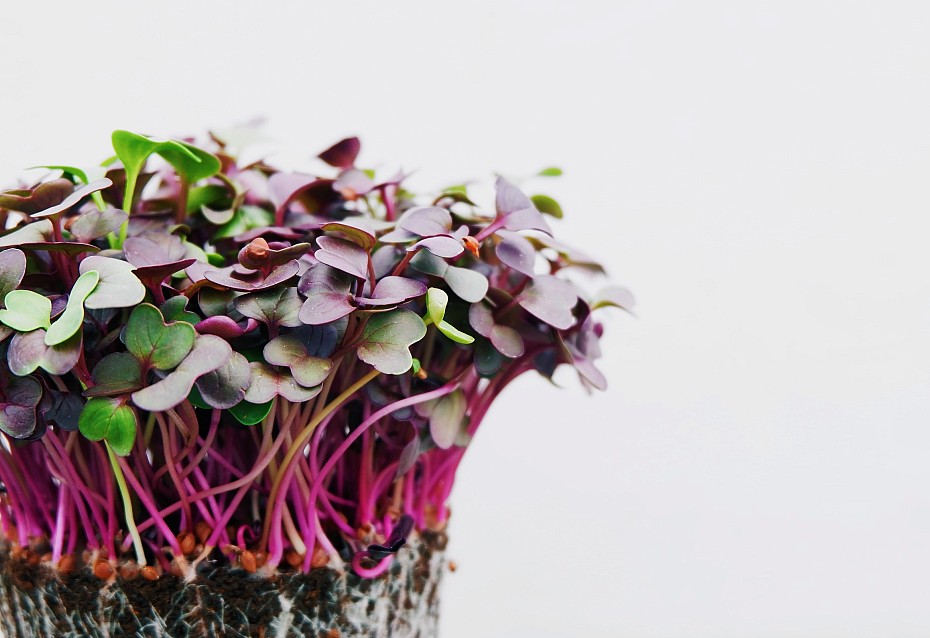Microgreens Sprossen DRK FarmUp