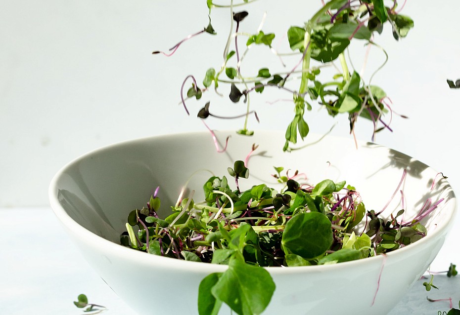 Microgreens Salat Nährstoffe Farmup