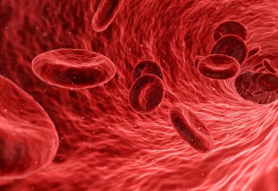 Erythrozyten
