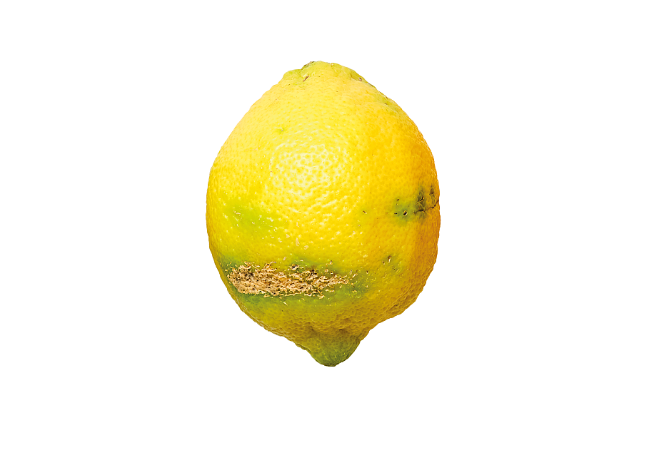 Zitrone mit Schalenfehler