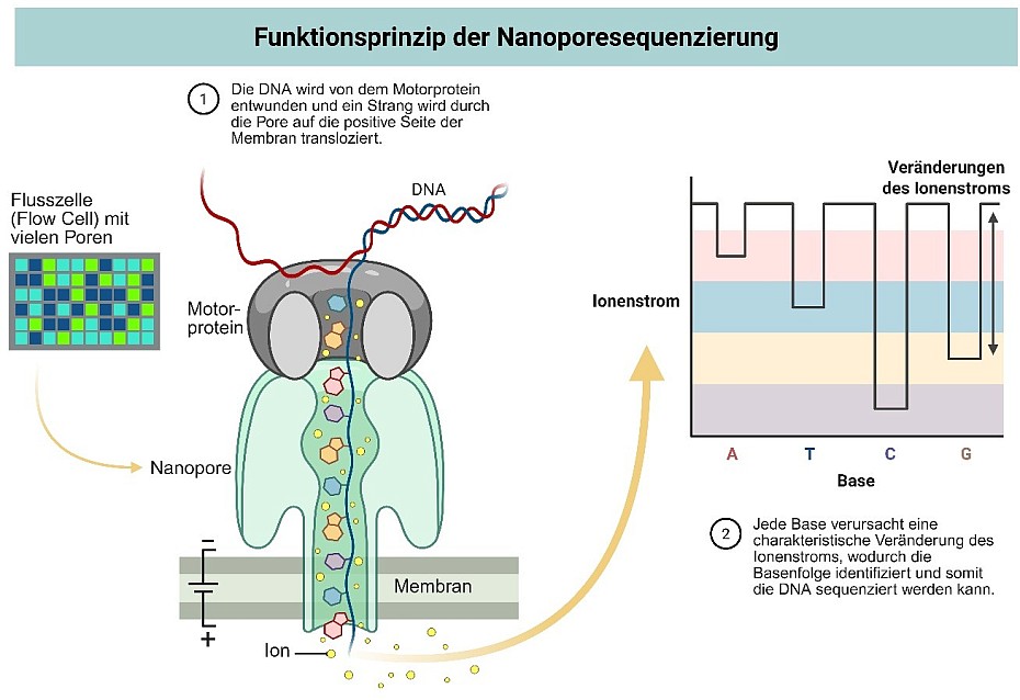 Third Generation Sequenzierung