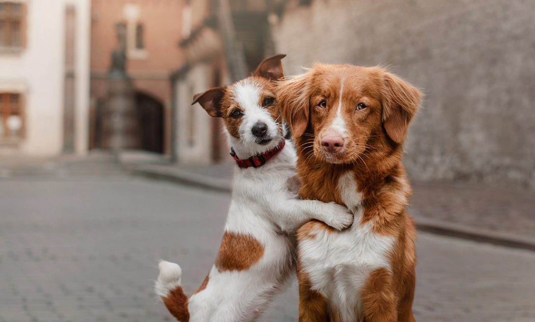 Zwei Hunde - Blutspende bei Hunden