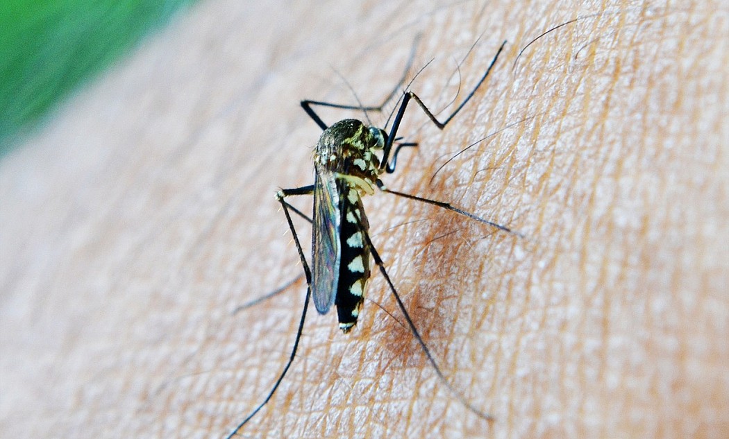 Eine Stechmücke sitzt auf der Haut und kann nach einem Biss Malaria übertragen – Blutspende und Malaria ist ein wichtiges Thema