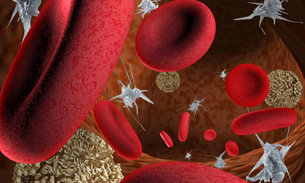 Visualisierung von roten und weißen Blutkörperchen mit Blutplättchen im Blutgefäß
