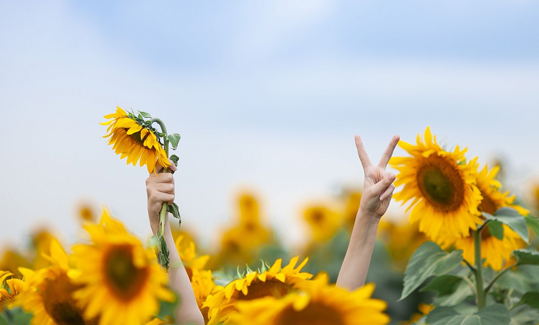 Mensch im Sonnenblumenfeld streckt die Hände in die Luft