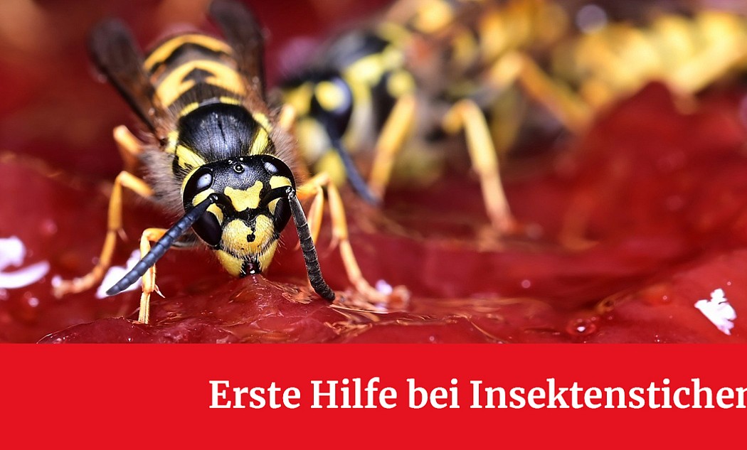 Insektenstiche: Was gilt zu beachten?