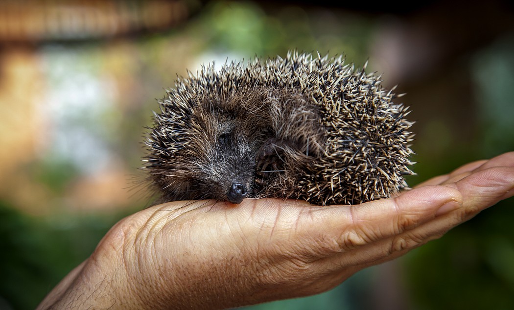 Igel 
