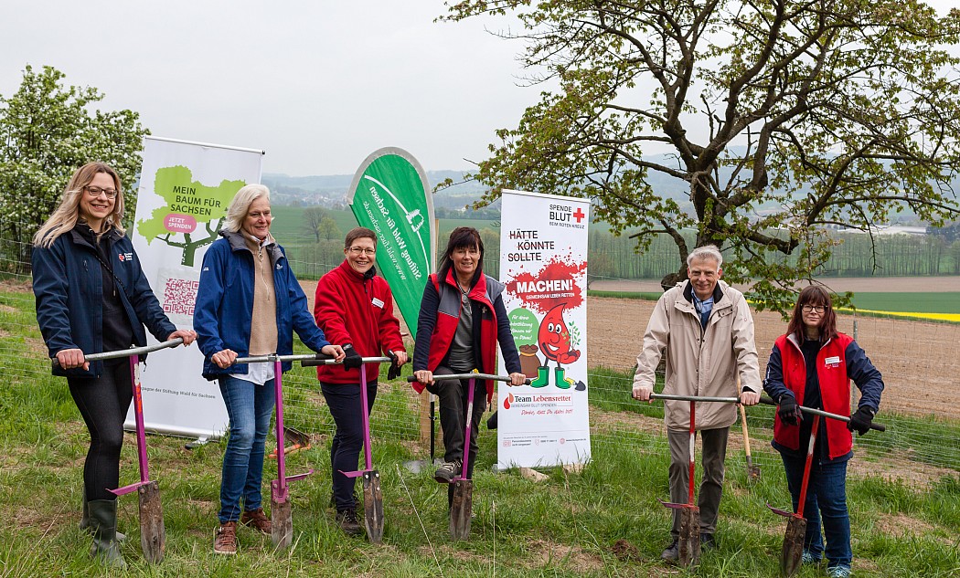 gruppe-gruppenbild-wald-bäume-pflanzen
