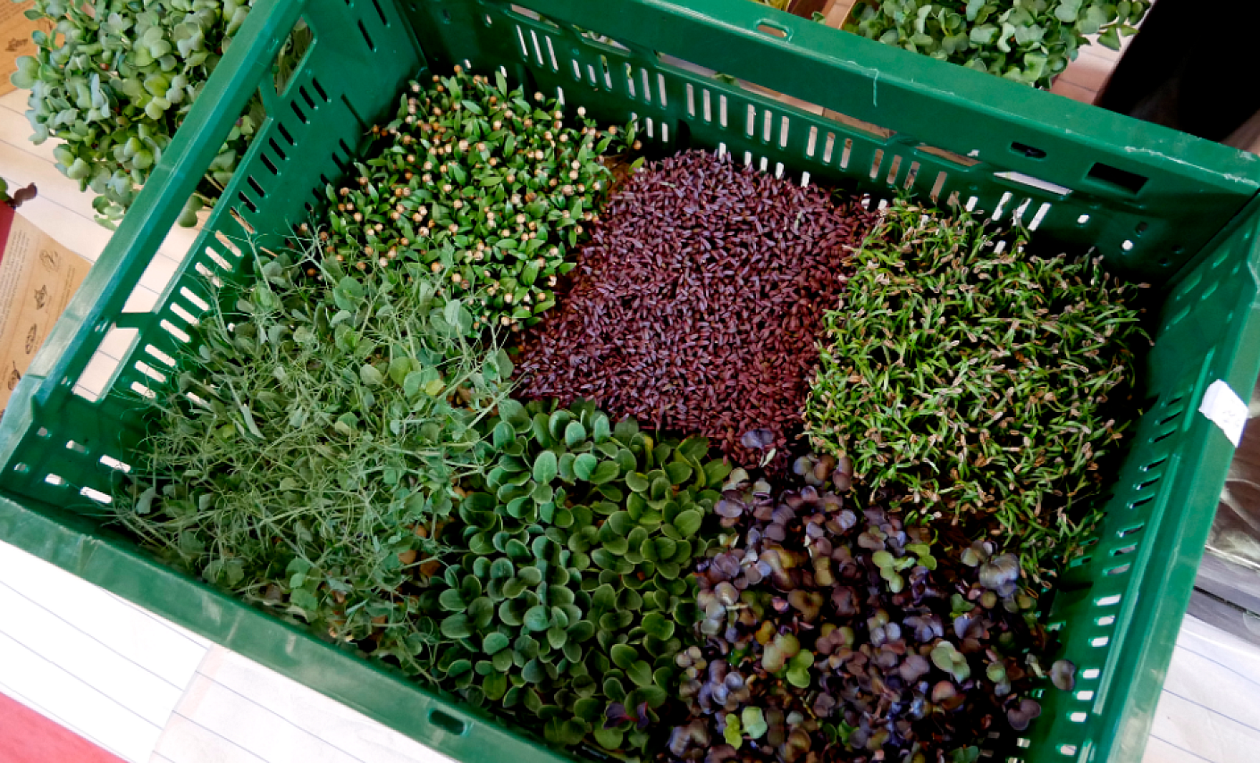 Microgreens