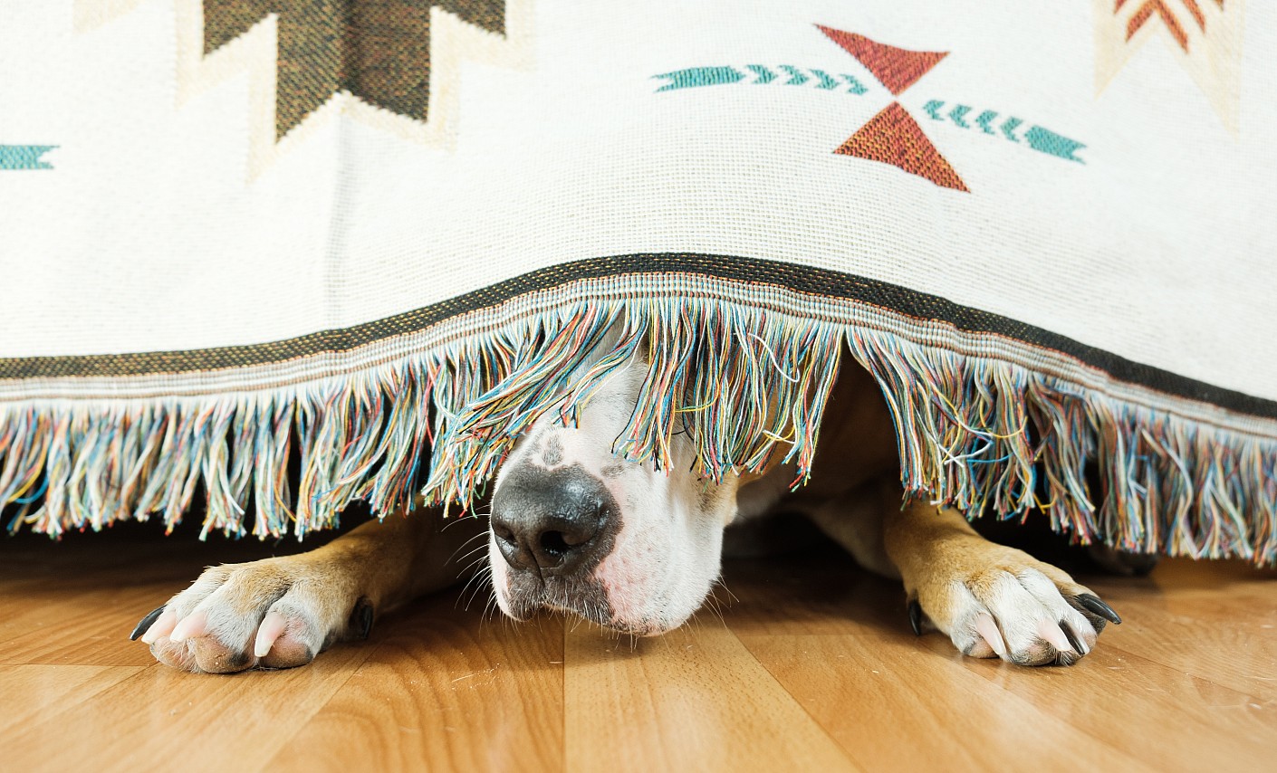 Eine Hundenase schaut unter einem Teppich hervor