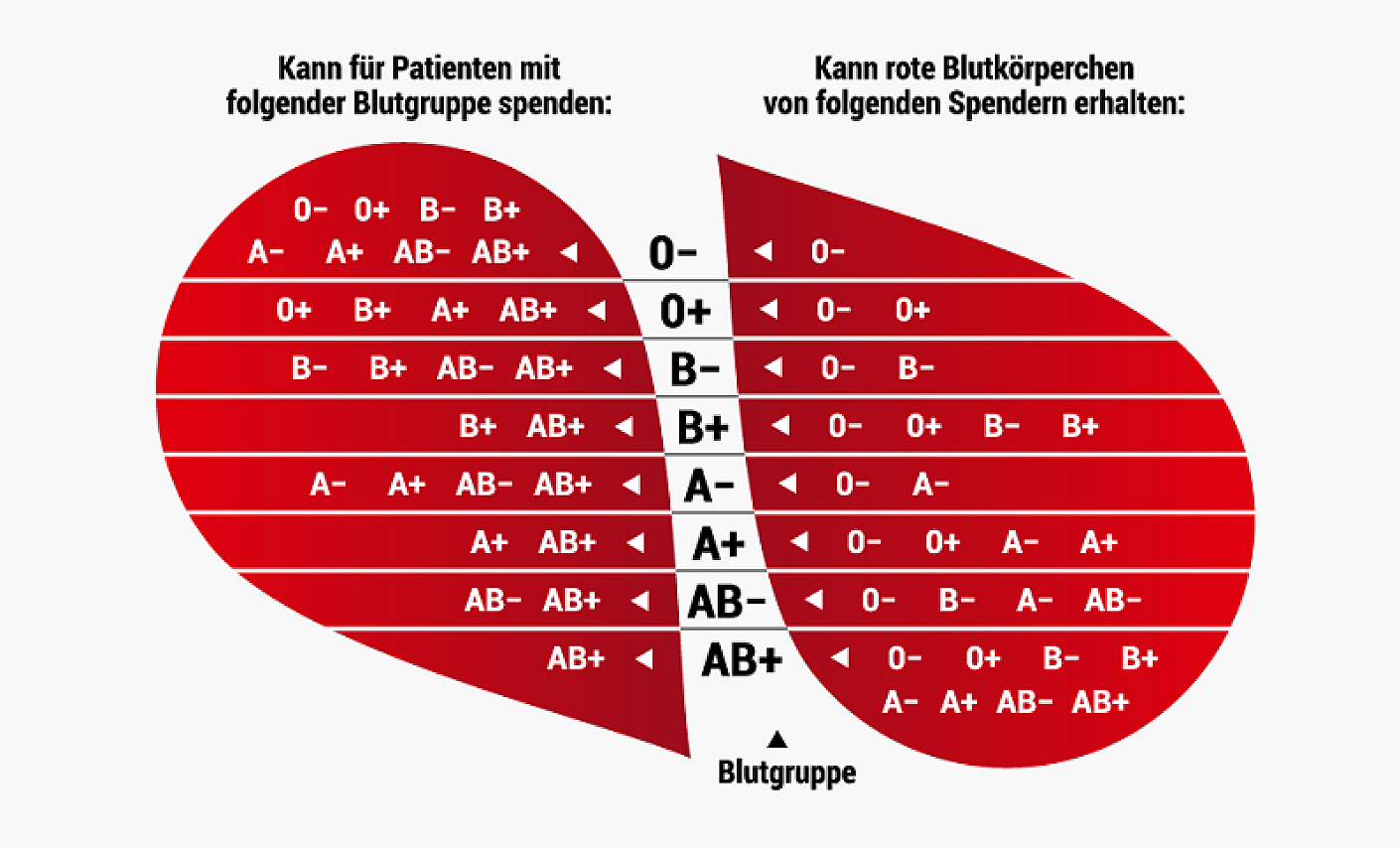 Kompatibilität der Blutgruppen