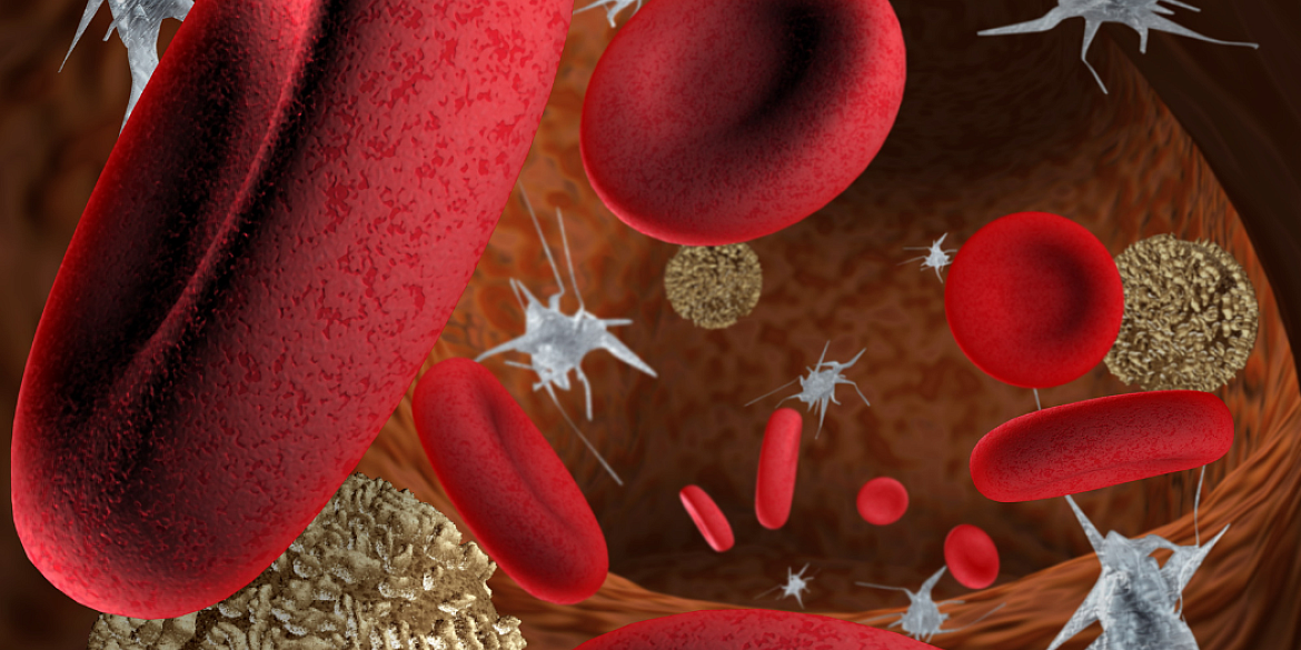 Visualisierung von roten und weißen Blutkörperchen mit Blutplättchen im Blutgefäß