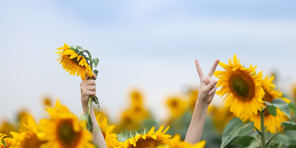 Mensch im Sonnenblumenfeld streckt die Hände in die Luft