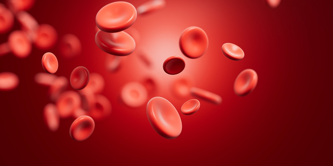 Man sieht die grafische Darstellung von Erythrozyten 