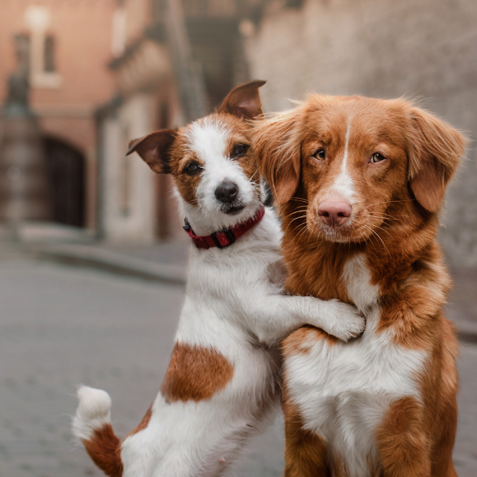 Zwei Hunde - Blutspende bei Hunden