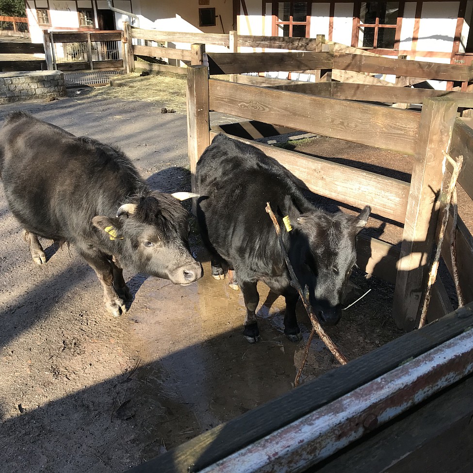 Die Mini-Kühe genießen das sonnige Wetter im Zoo der Minis