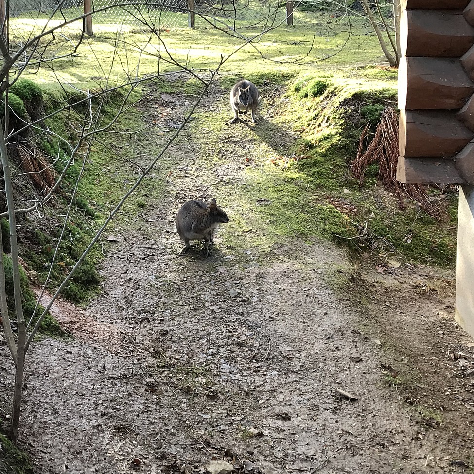 Parmakängurus im Zoo der Minis