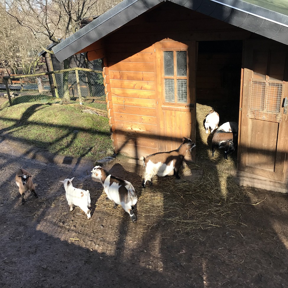 Die Ziegen im Zoo der Minis haben vor Kurzem Nachwuchs bekommen