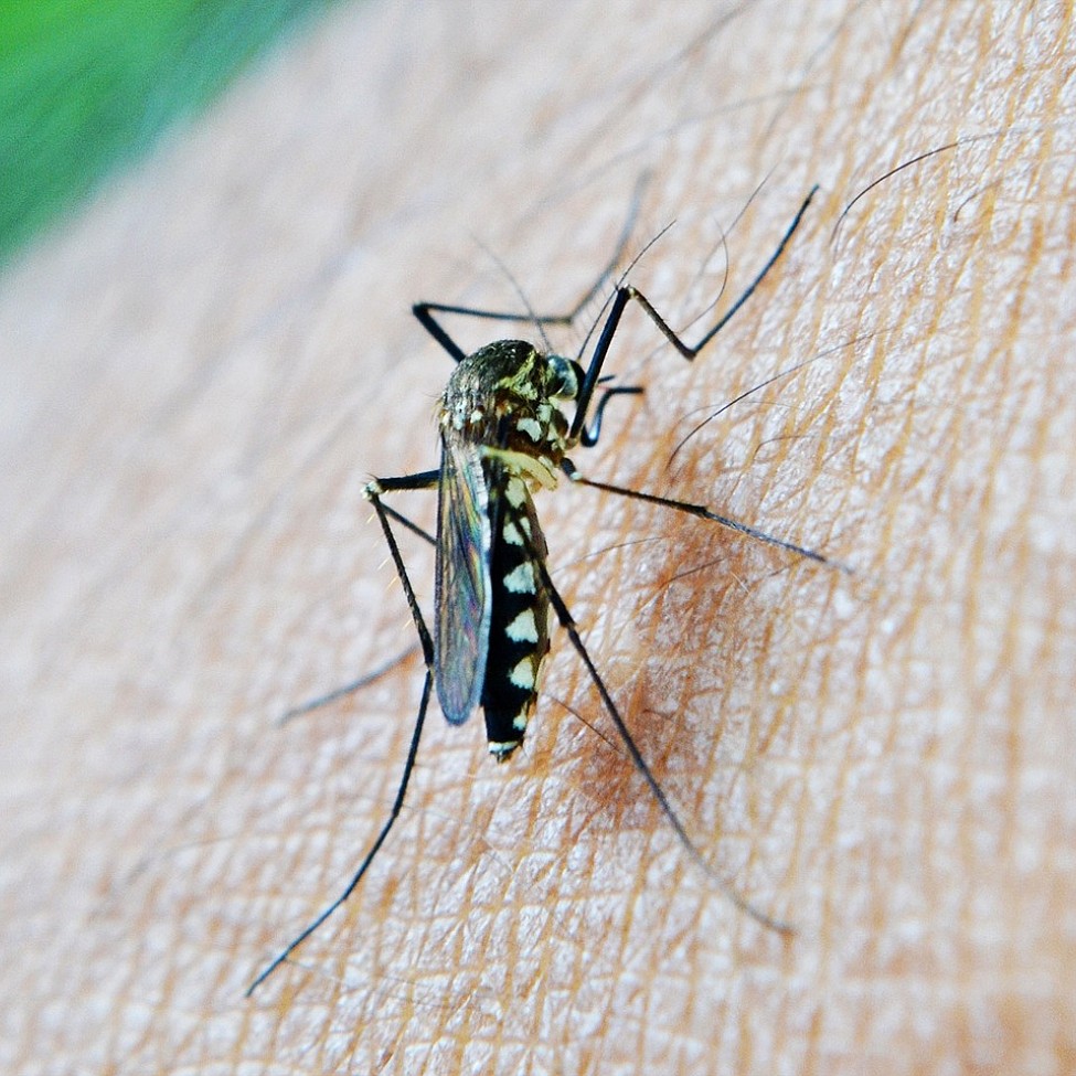 Eine Stechmücke sitzt auf der Haut und kann nach einem Biss Malaria übertragen – Blutspende und Malaria ist ein wichtiges Thema