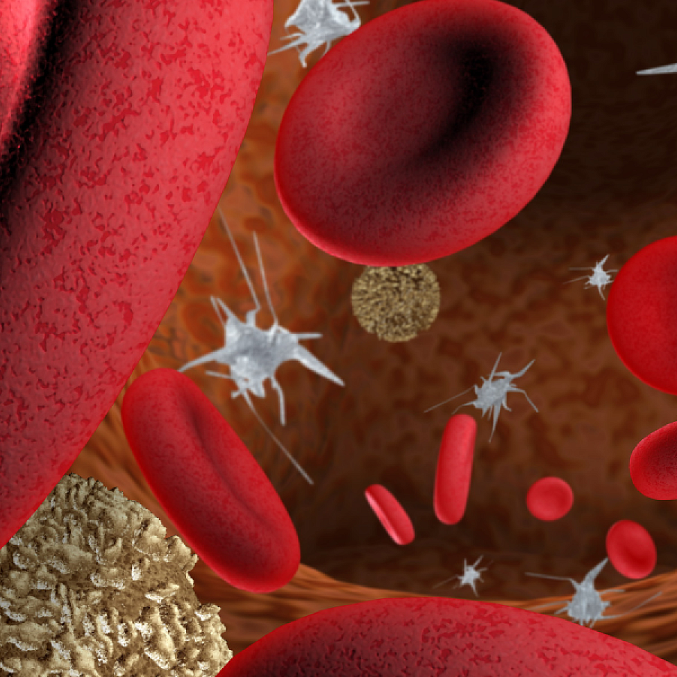 Visualisierung von roten und weißen Blutkörperchen mit Blutplättchen im Blutgefäß