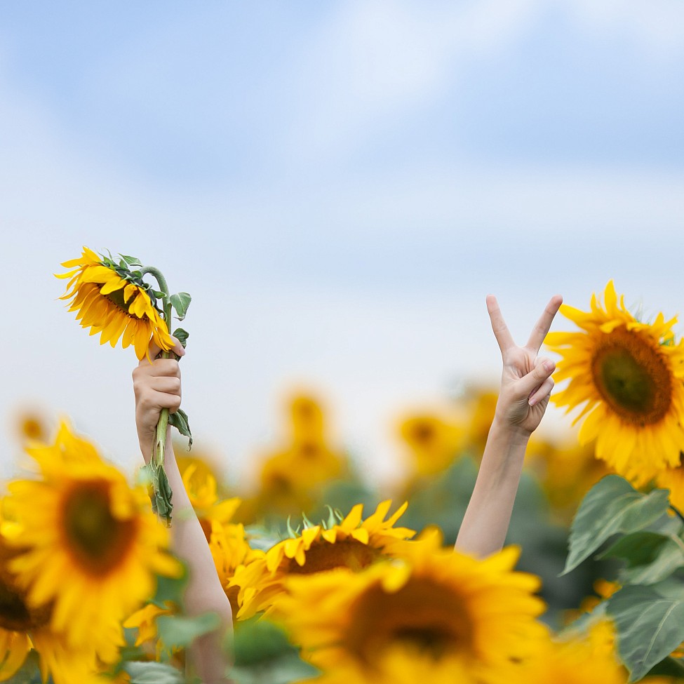 Mensch im Sonnenblumenfeld streckt die Hände in die Luft